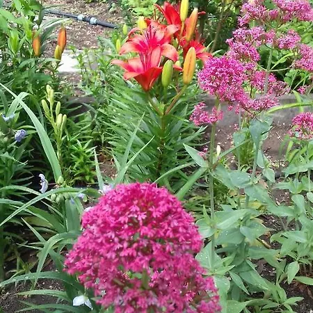 Family нouse -нotel Asai ホテル