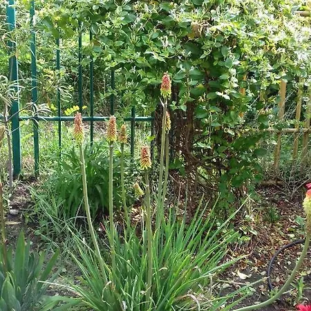 ホテル Family нouse -нotel Asai 2*