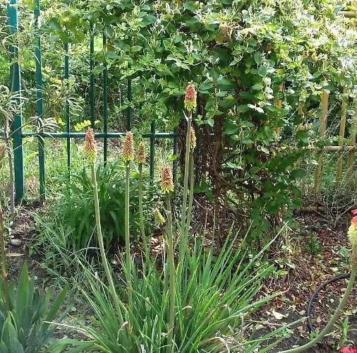 Hotel Family нouse -нotel Asai 2*