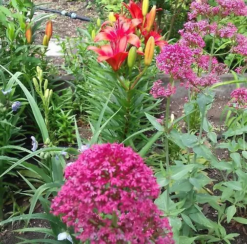 Family нouse -нotel Asai 酒店